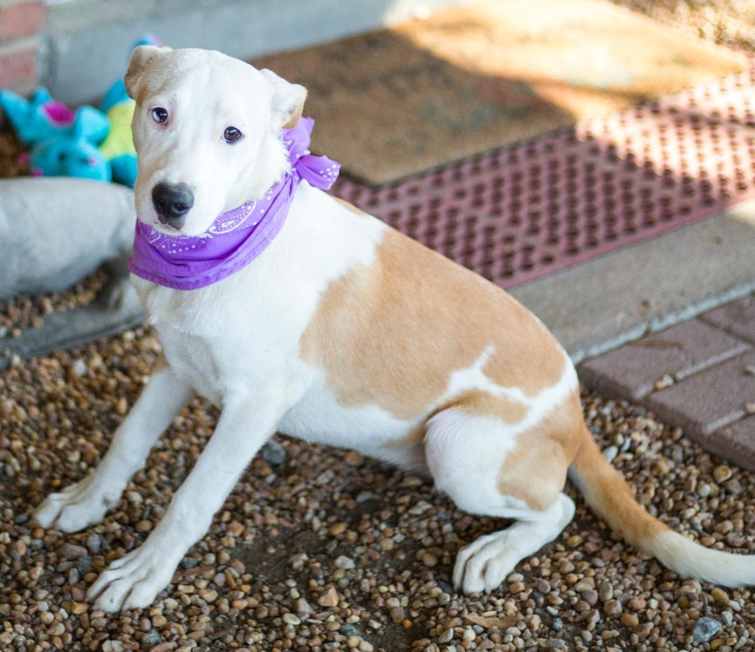 Duck, a Adoptable Mixed Breed in Phenix City, AL image 3/5