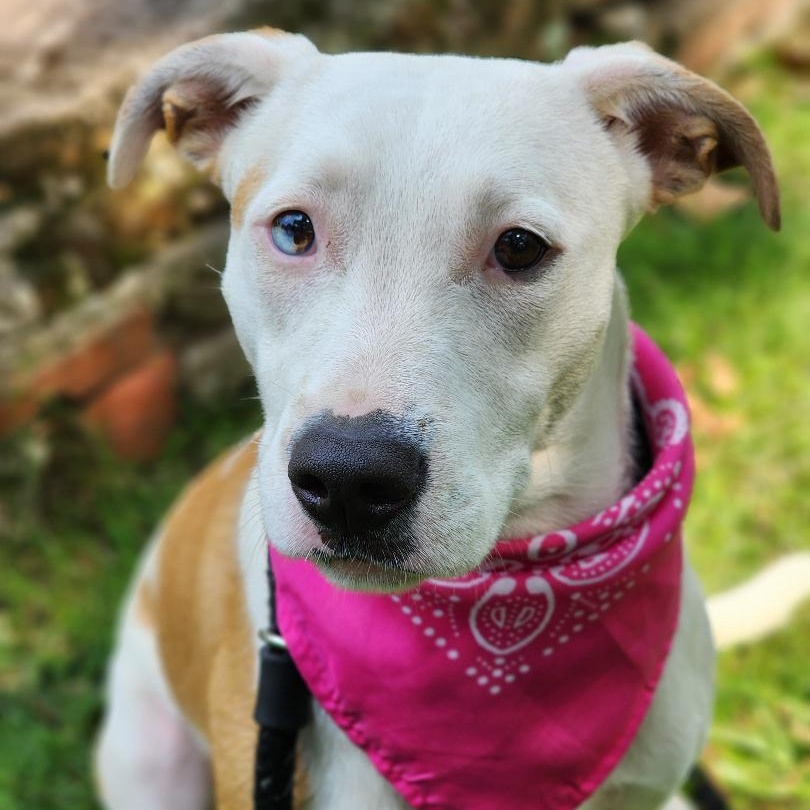 Duck, Adoptable, Young Female Mixed Breed.