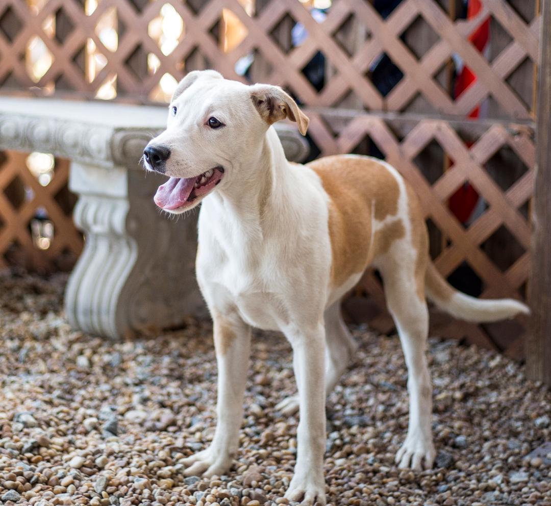 Duck, a Adoptable Mixed Breed in Phenix City, AL image 2/5
