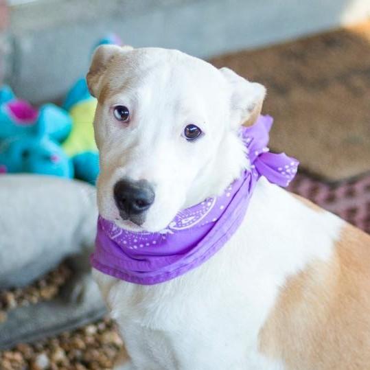 Duck, a Adoptable Mixed Breed in Phenix City, AL image 4/5