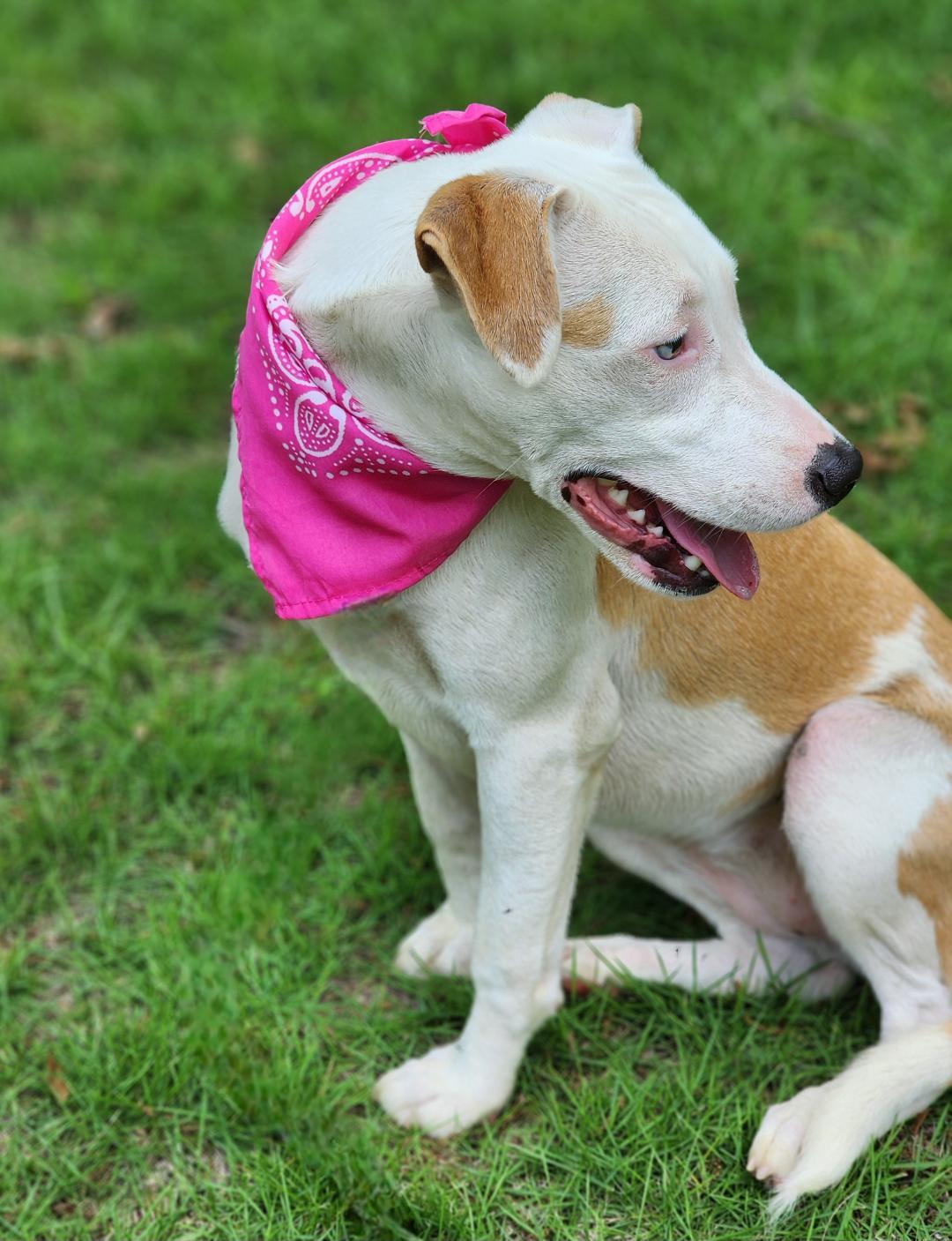 Duck, a Adoptable Mixed Breed in Phenix City, AL image 5/5