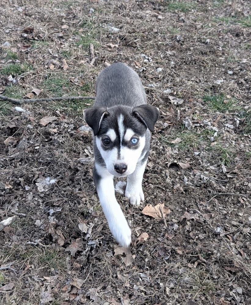One Piece Litter - Luffy, Adoptable, Puppy Male Mixed Breed.