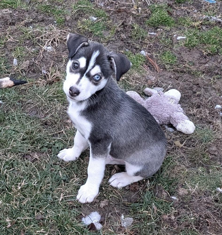 Enlarge One Piece Litter - Luffy, a Adoptable mixed breed in Columbus, OH image 2/4