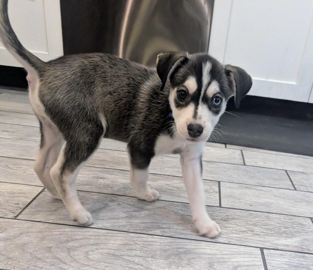 Enlarge One Piece Litter - Luffy, a Adoptable mixed breed in Columbus, OH image 3/4