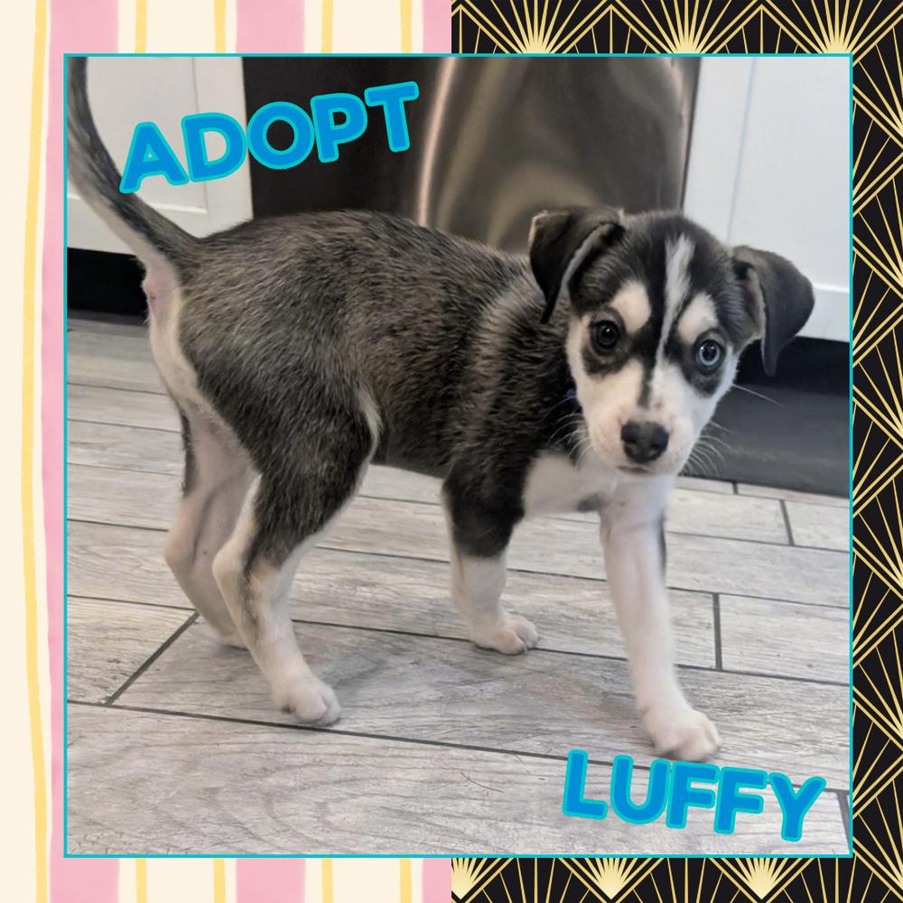 Enlarge One Piece Litter - Luffy, a Adoptable mixed breed in Columbus, OH image 4/4