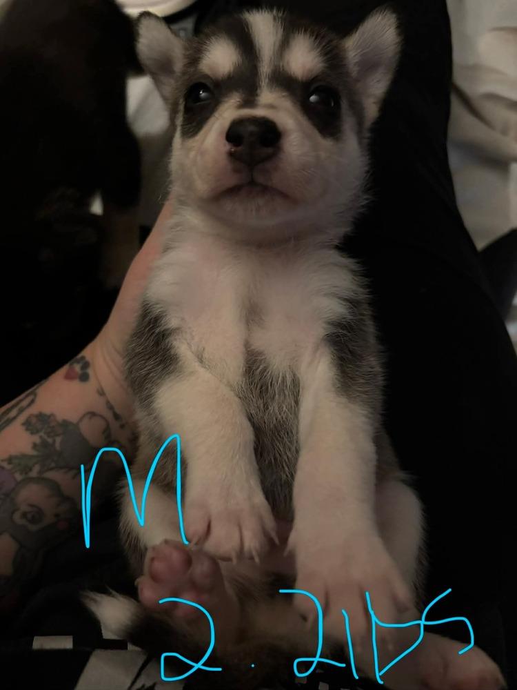 One Piece Litter  thumbnail 2