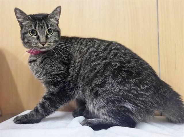 ARIES, Adoptable, Adult Female Domestic Medium Hair.