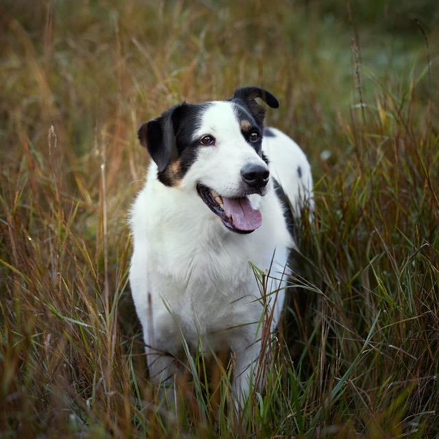Astro, a Adoptable mixed breed in Chicago, IL image 2/4
