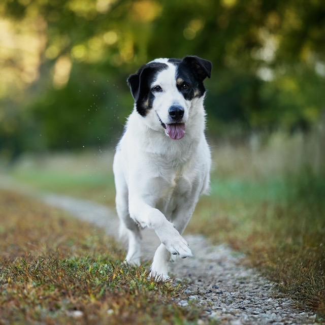 Astro, a Adoptable mixed breed in Chicago, IL image 3/4