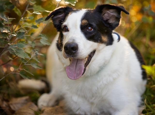 Astro, a Adoptable mixed breed in Chicago, IL image 4/4