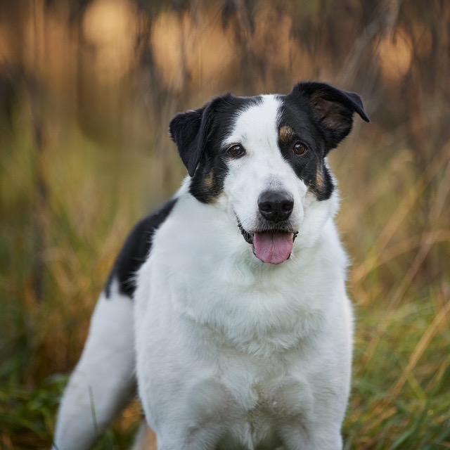 Astro, a Adoptable mixed breed in Chicago, IL image 1/4