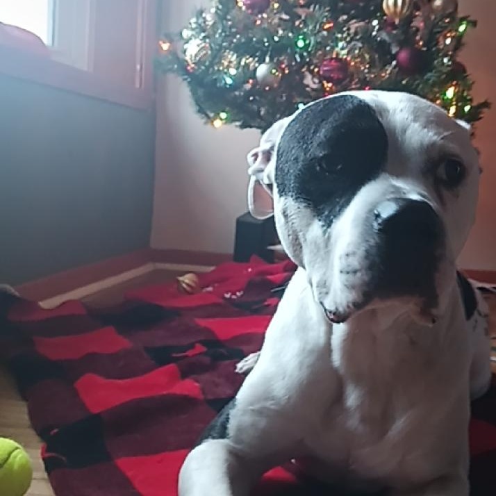 **PLEASE READ FULL DESCRIPTION** Mr. Moo 2