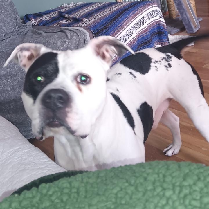 **PLEASE READ FULL DESCRIPTION** Mr. Moo 3