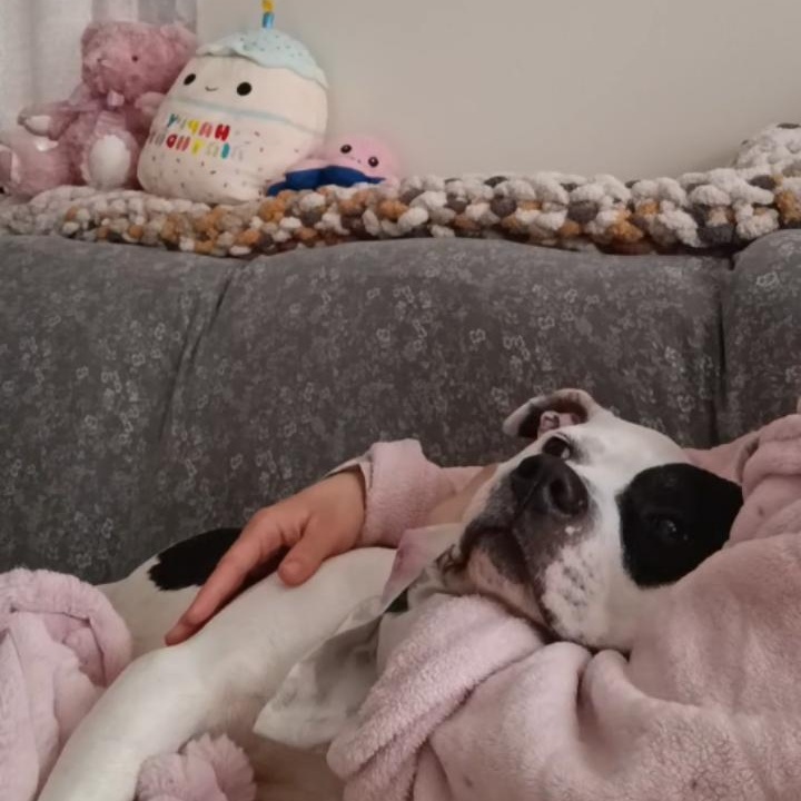 **PLEASE READ FULL DESCRIPTION** Mr. Moo 4