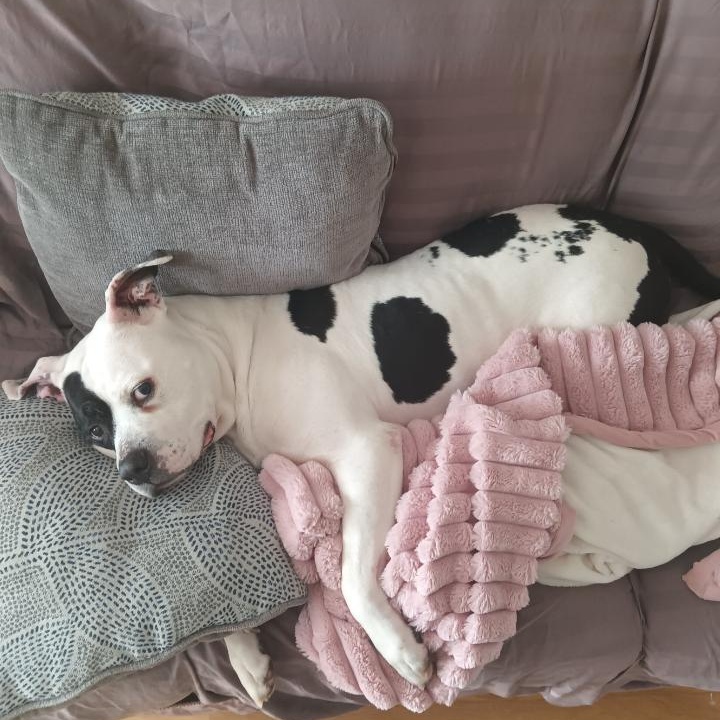 **PLEASE READ FULL DESCRIPTION** Mr. Moo 5