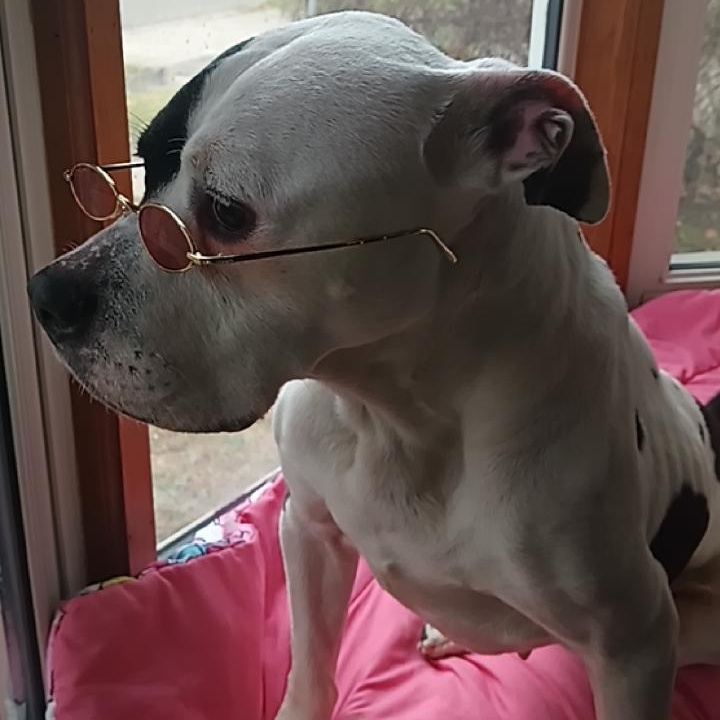 **PLEASE READ FULL DESCRIPTION** Mr. Moo 6