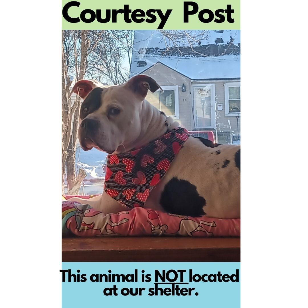 **PLEASE READ FULL DESCRIPTION** Mr. Moo 1