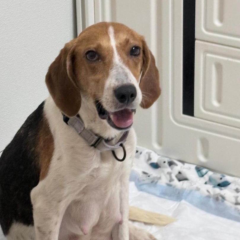 Roulette, Adoptable, Adult Female Hound.