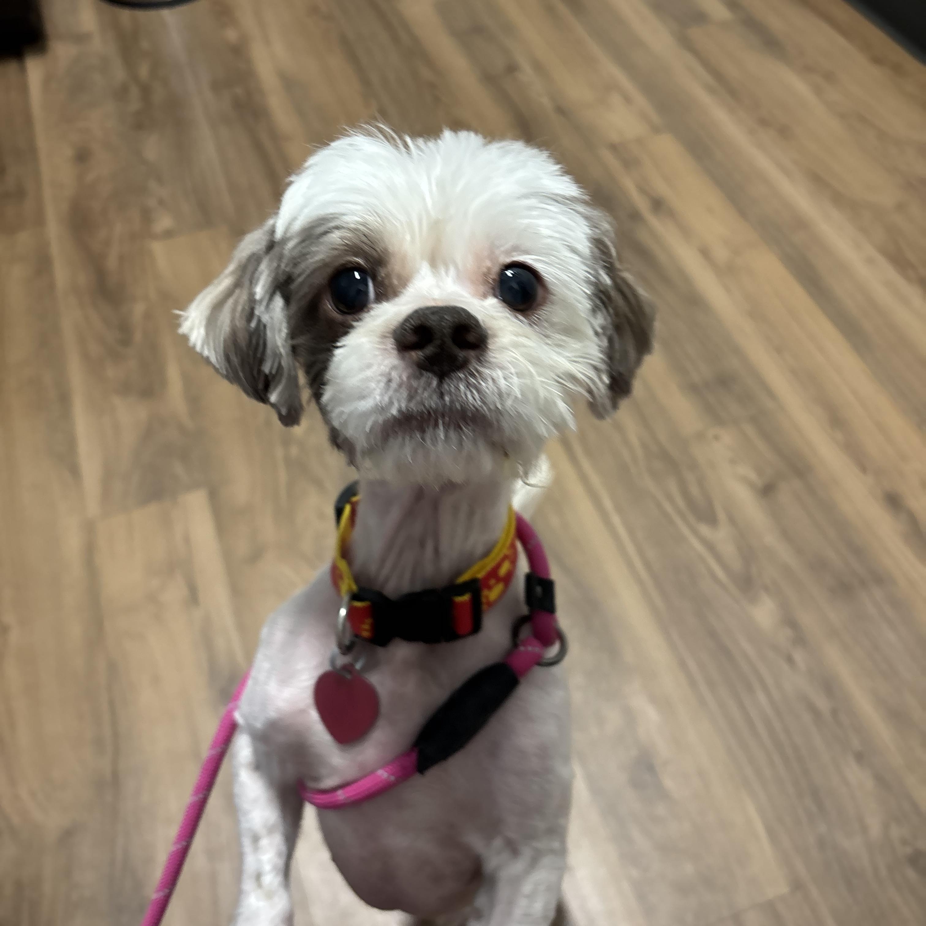 Enlarge Za'atar, a ADOPTABLE mixed breed in Phoenix, AZ image 2/5