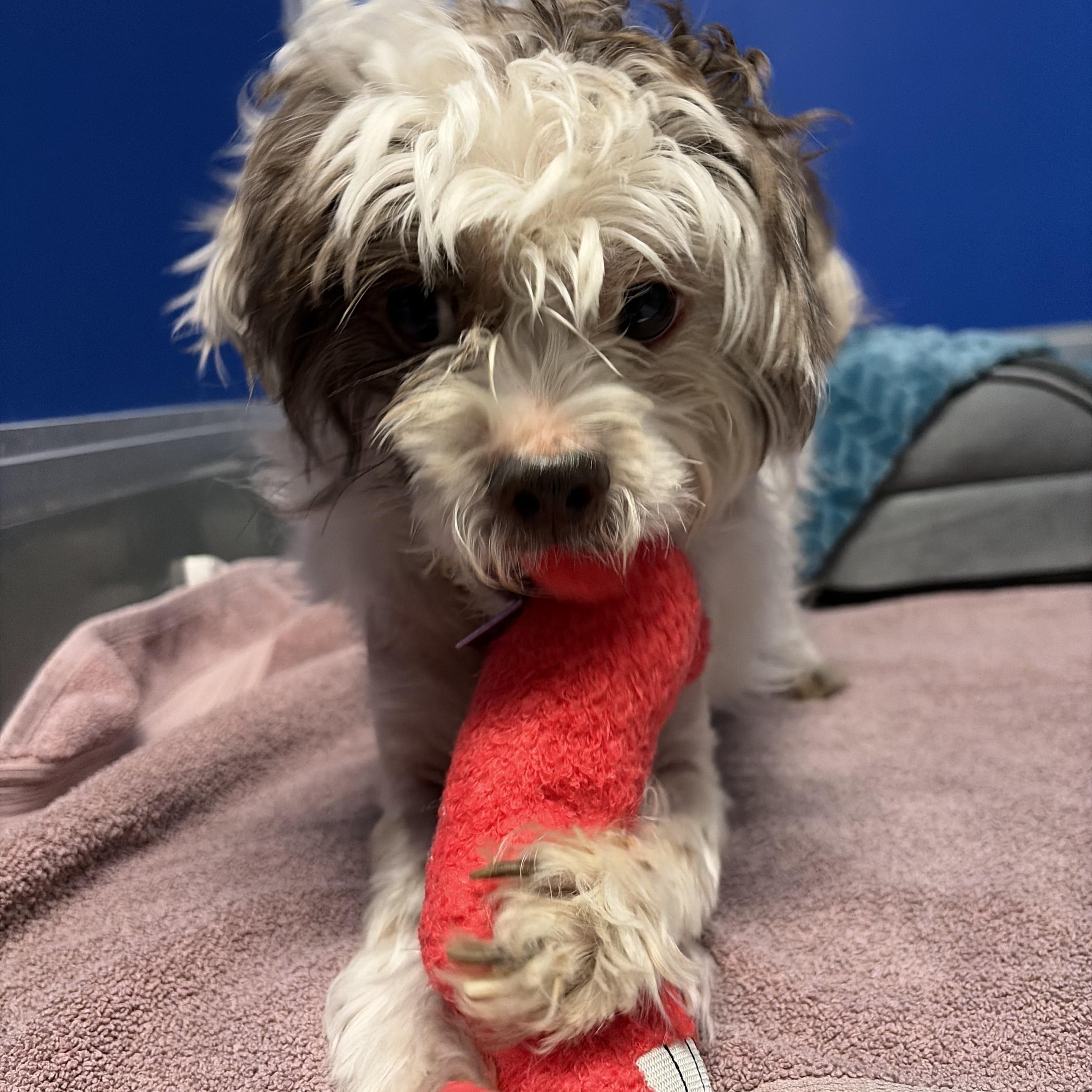 Enlarge Za'atar, a ADOPTABLE mixed breed in Phoenix, AZ image 4/5