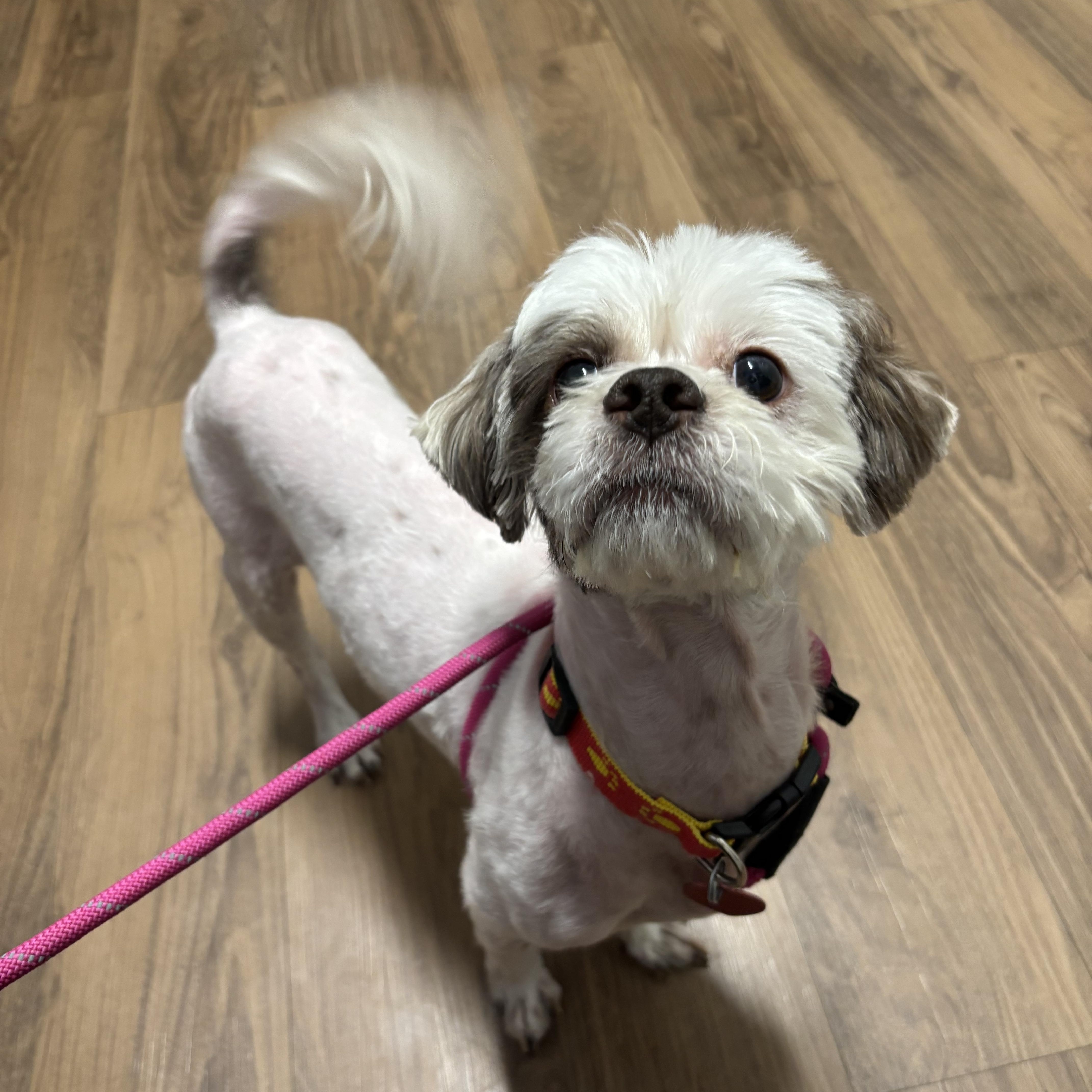 Enlarge Za'atar, a ADOPTABLE mixed breed in Phoenix, AZ image 1/5