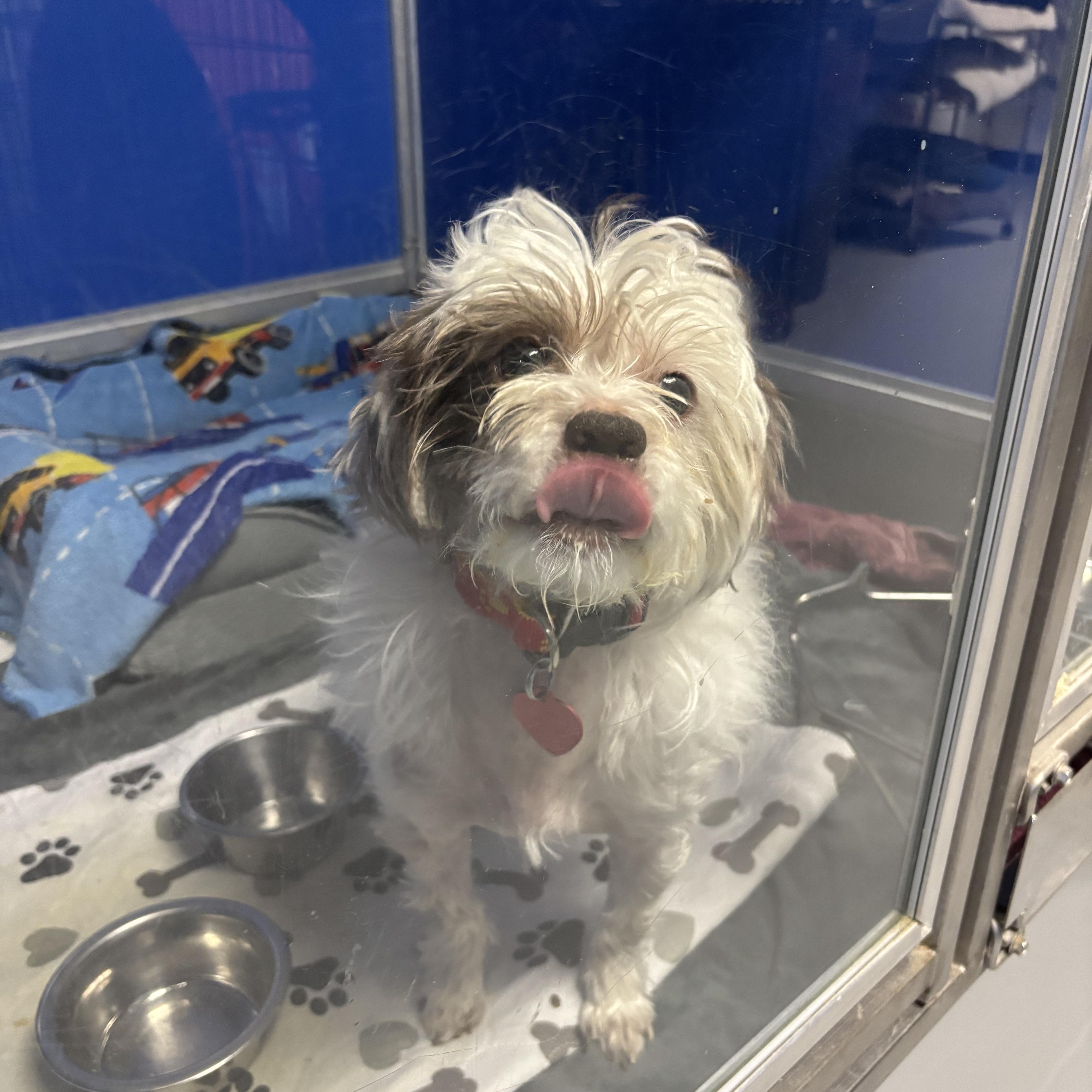 Enlarge Za'atar, a ADOPTABLE mixed breed in Phoenix, AZ image 3/5