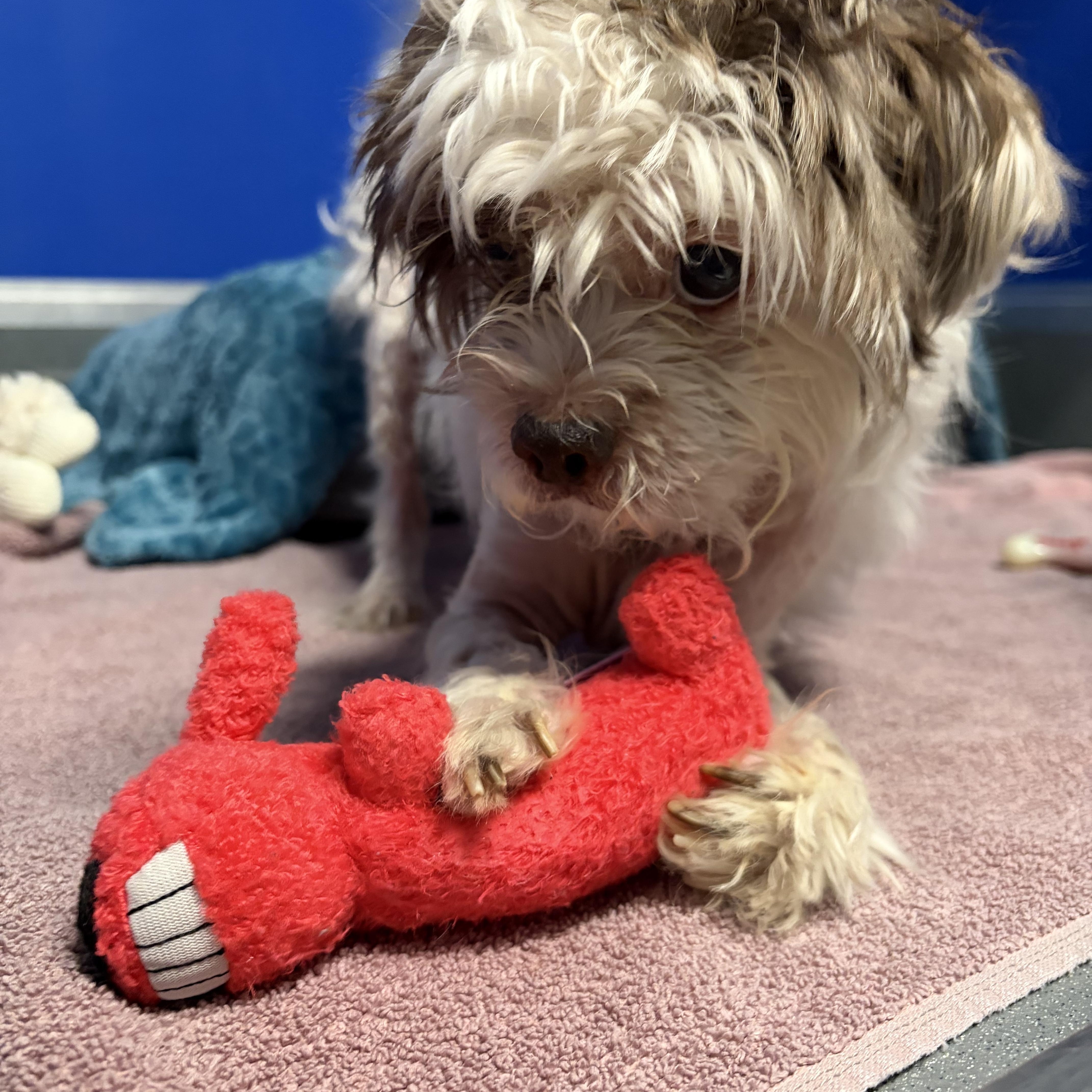 Enlarge Za'atar, a ADOPTABLE mixed breed in Phoenix, AZ image 5/5