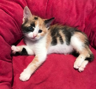 Winni, Adoptable, Kitten Female Calico.