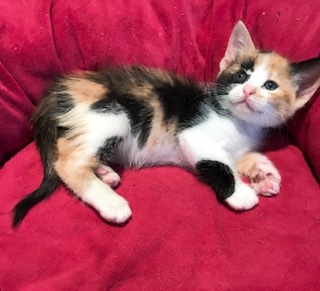 Enlarge Winni, a Adoptable Calico in Gainesville, FL image 2/3