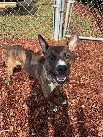 Enlarge JACK, a Adoptable mixed breed in Panama City, FL image 1/1