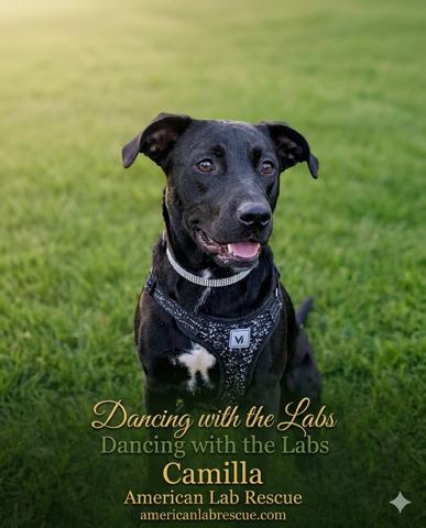 Enlarge Camilla, a ADOPTABLE Black Labrador Retriever in Willington, CT image 2/6