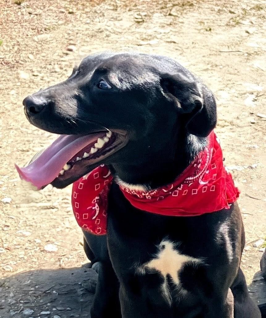 Enlarge Camilla, a ADOPTABLE Black Labrador Retriever in Willington, CT image 5/6