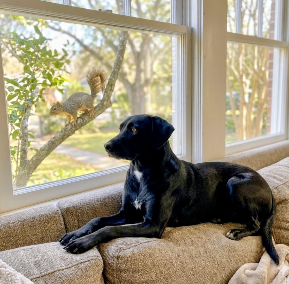 Enlarge Camilla, a ADOPTABLE Black Labrador Retriever in Willington, CT image 3/6