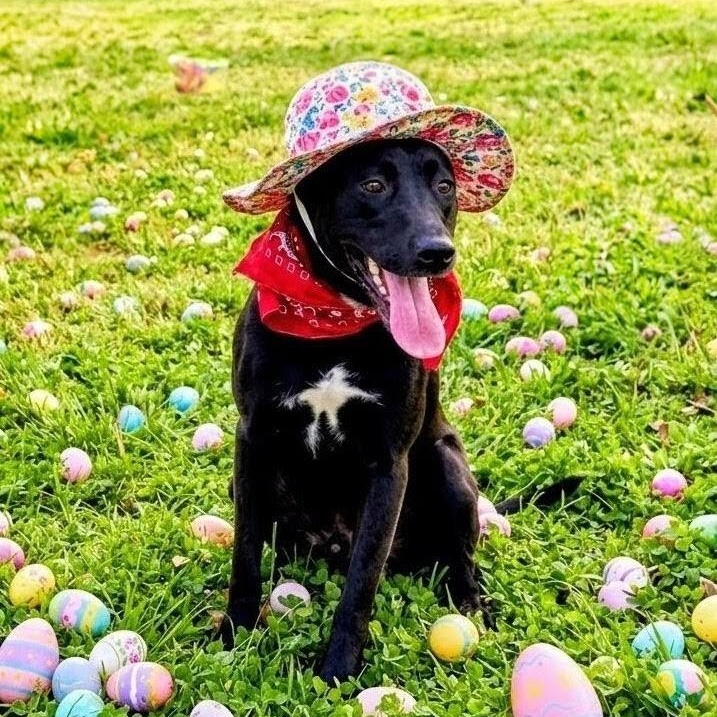 Camilla, ADOPTABLE, Puppy Female Black Labrador Retriever.