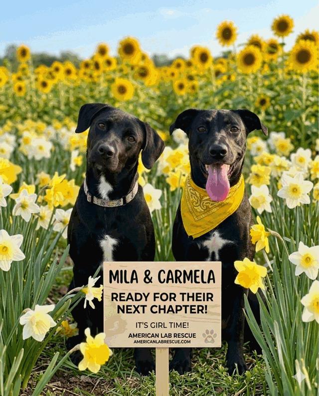 Enlarge Camilla, a ADOPTABLE Black Labrador Retriever in Willington, CT image 5/6