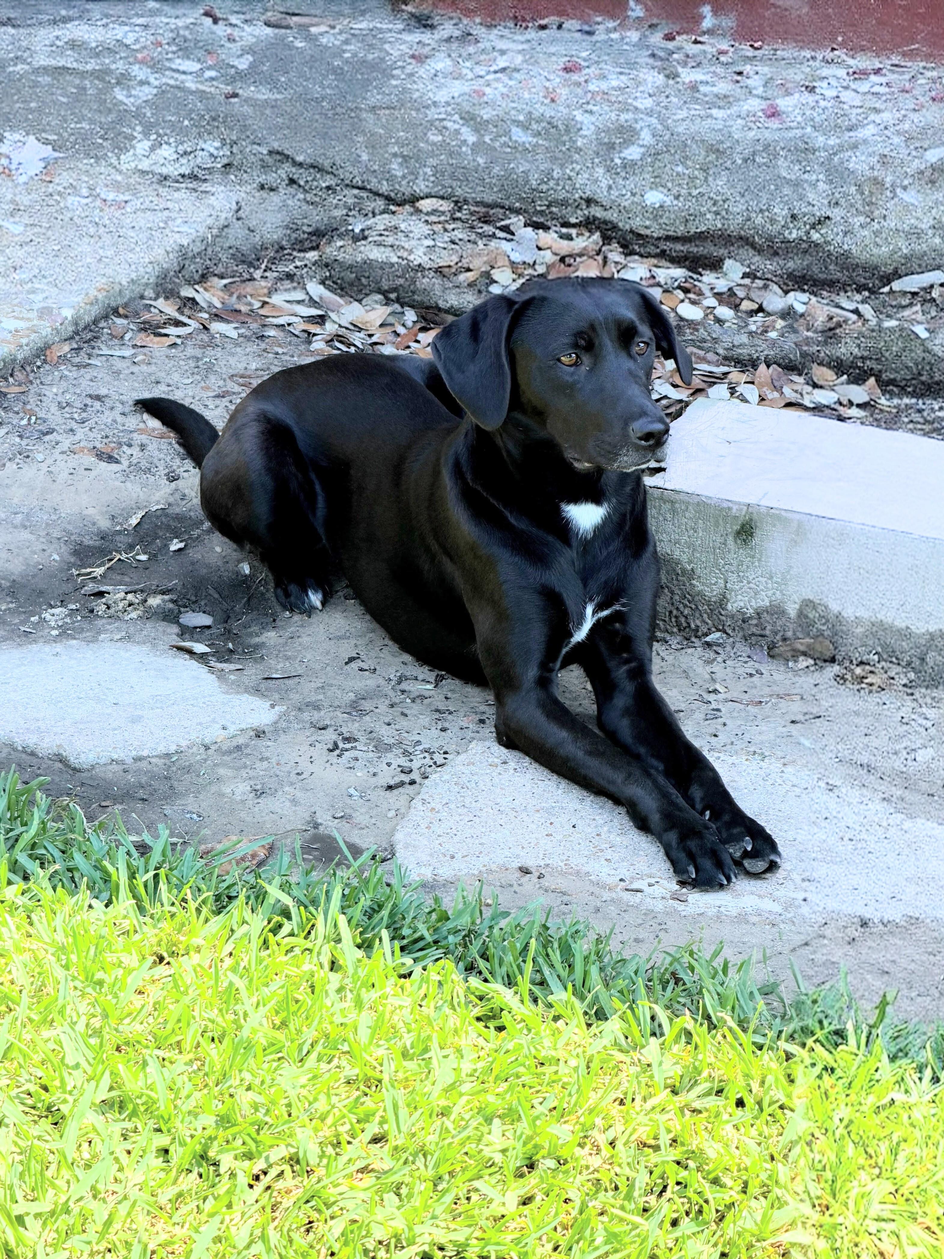 Enlarge Camilla, a ADOPTABLE Black Labrador Retriever in Willington, CT image 2/6