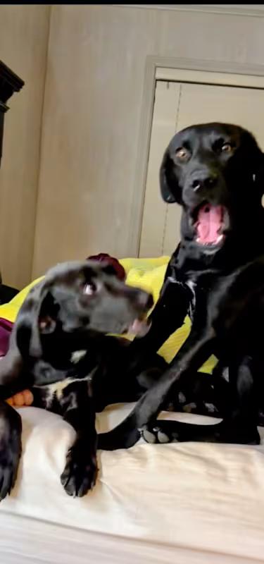 Enlarge Camilla, a ADOPTABLE Black Labrador Retriever in Willington, CT image 5/6