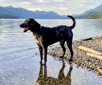 Enlarge Camilla, a ADOPTABLE Black Labrador Retriever in Willington, CT image 4/6
