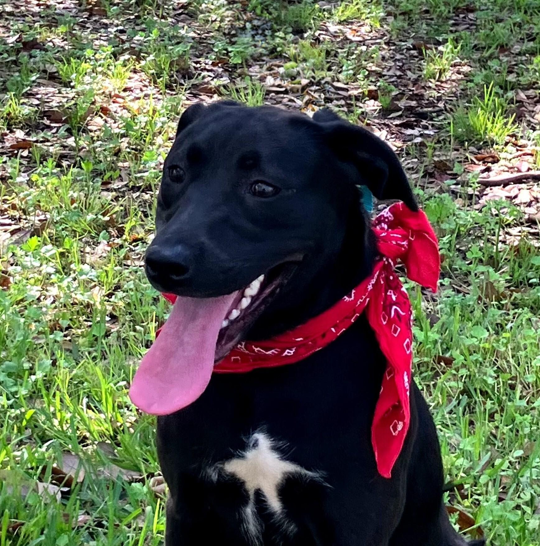 Enlarge Camilla, a ADOPTABLE Black Labrador Retriever in Willington, CT image 6/6