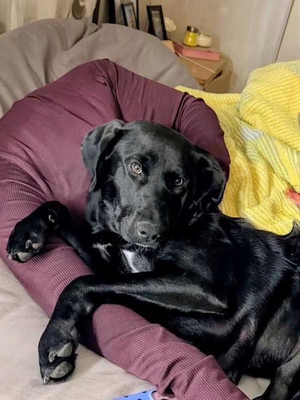Enlarge Camilla, a ADOPTABLE Black Labrador Retriever in Willington, CT image 1/6