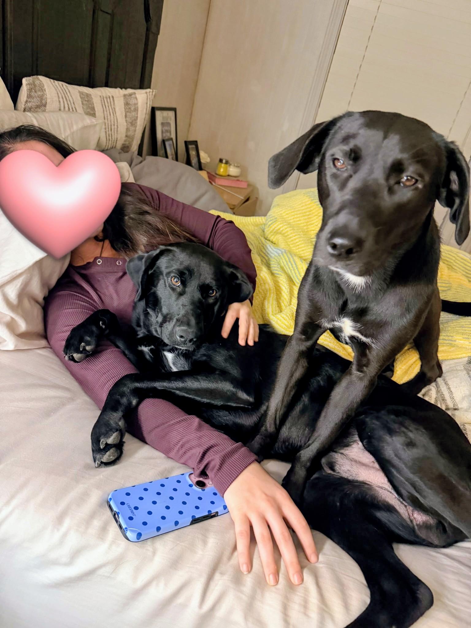 Enlarge Camilla, a ADOPTABLE Black Labrador Retriever in Willington, CT image 6/6