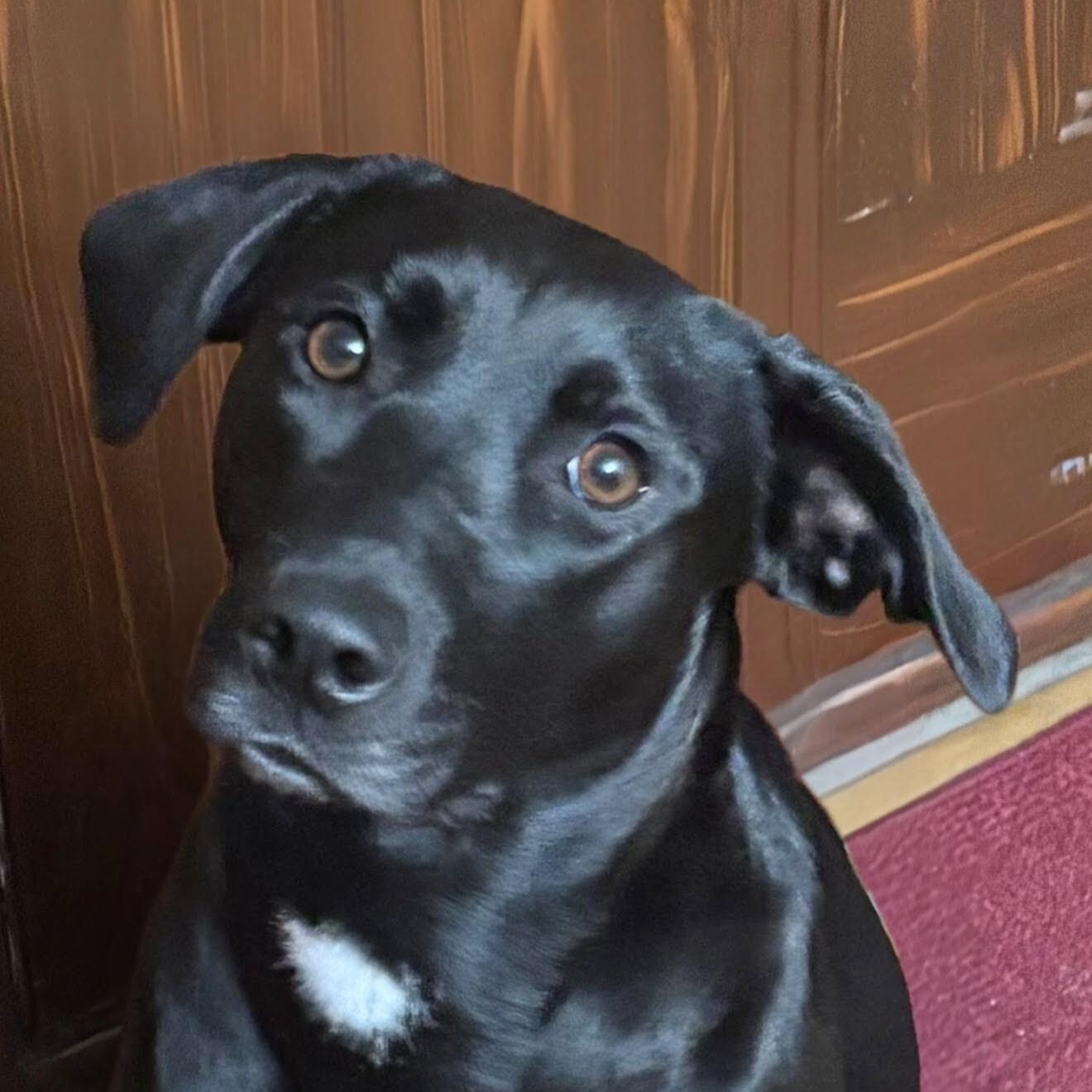 Enlarge Camilla, a ADOPTABLE Black Labrador Retriever in Willington, CT image 1/6