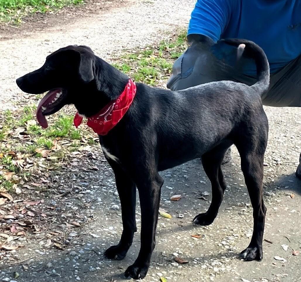Enlarge Camilla, a ADOPTABLE Black Labrador Retriever in Willington, CT image 2/6