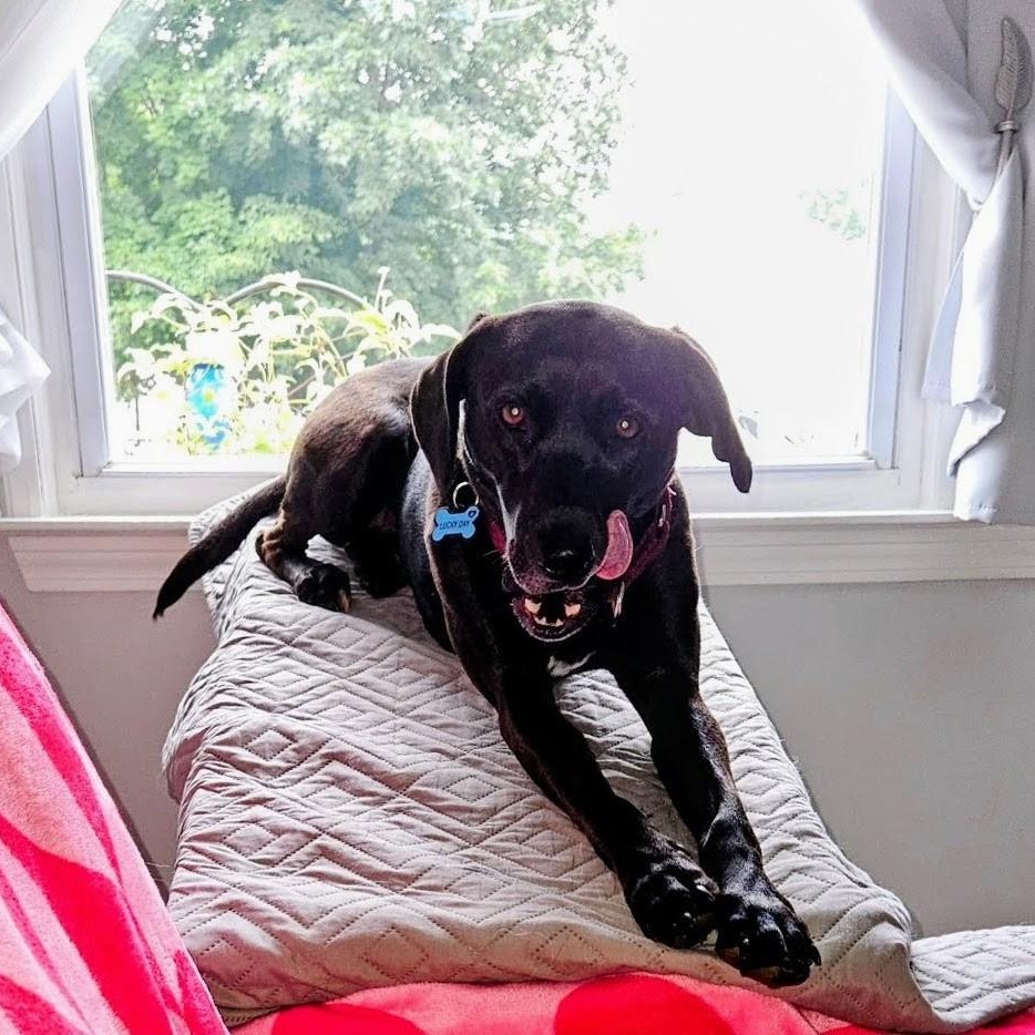 Enlarge Cami - In CT, a ADOPTABLE Black Labrador Retriever in Willington, CT image 1/6