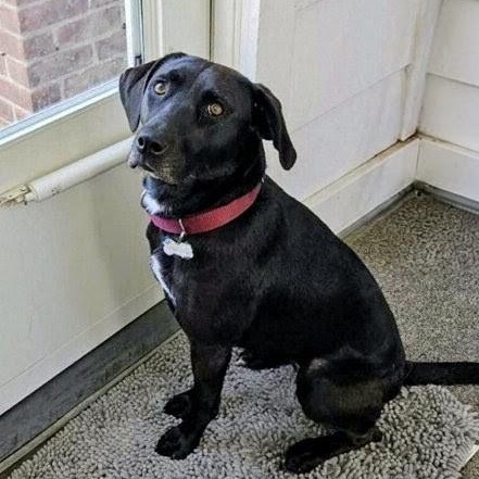 Enlarge Cami - In CT, a ADOPTABLE Black Labrador Retriever in Willington, CT image 2/6