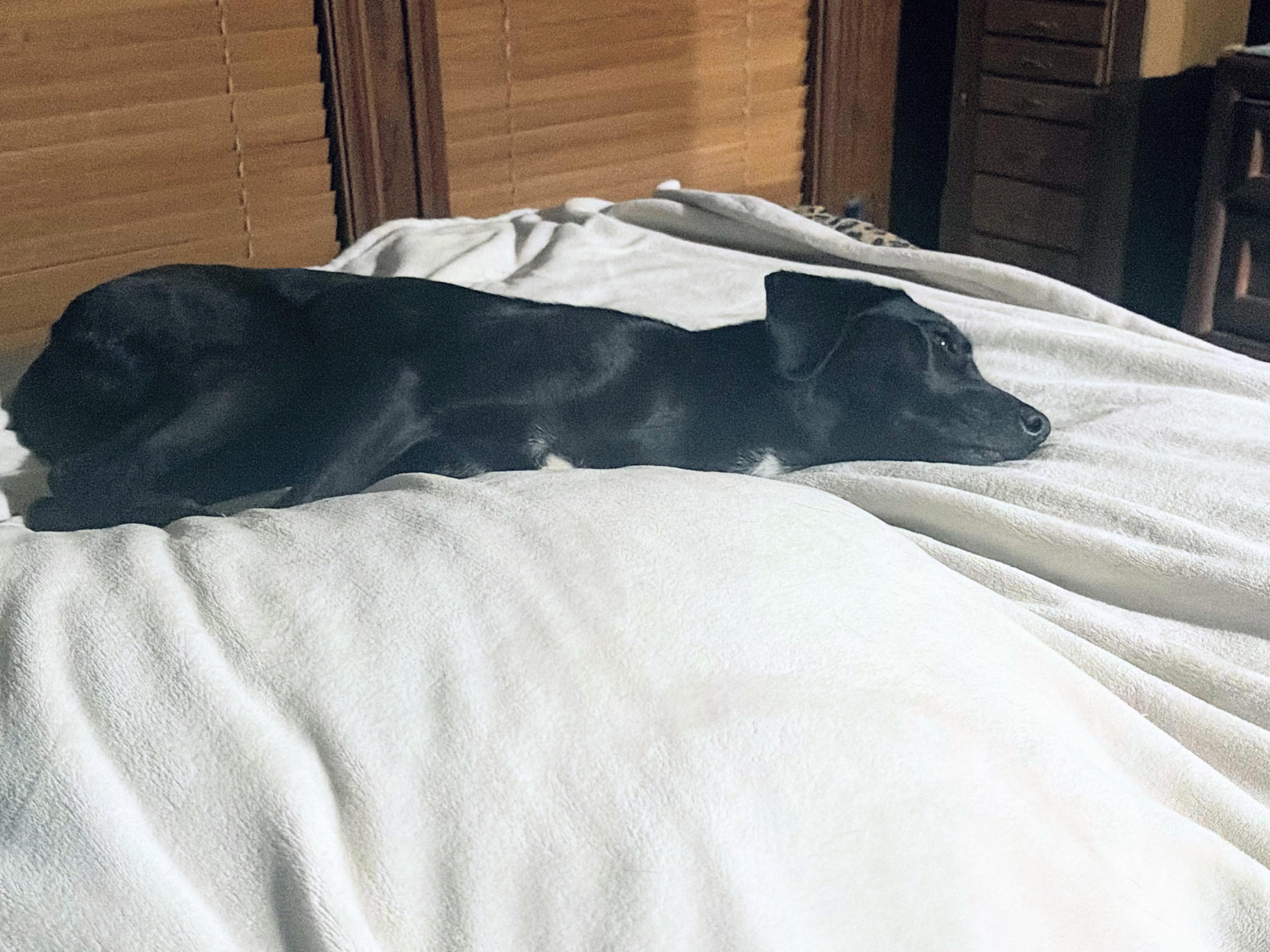 Enlarge Camilla, a ADOPTABLE Black Labrador Retriever in Willington, CT image 3/6