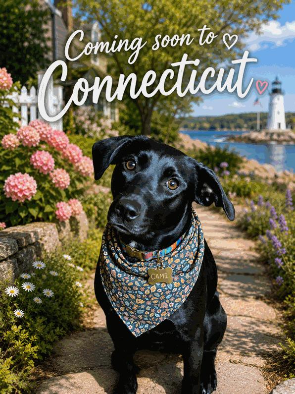 Camilla, ADOPTABLE, Young Female Black Labrador Retriever.