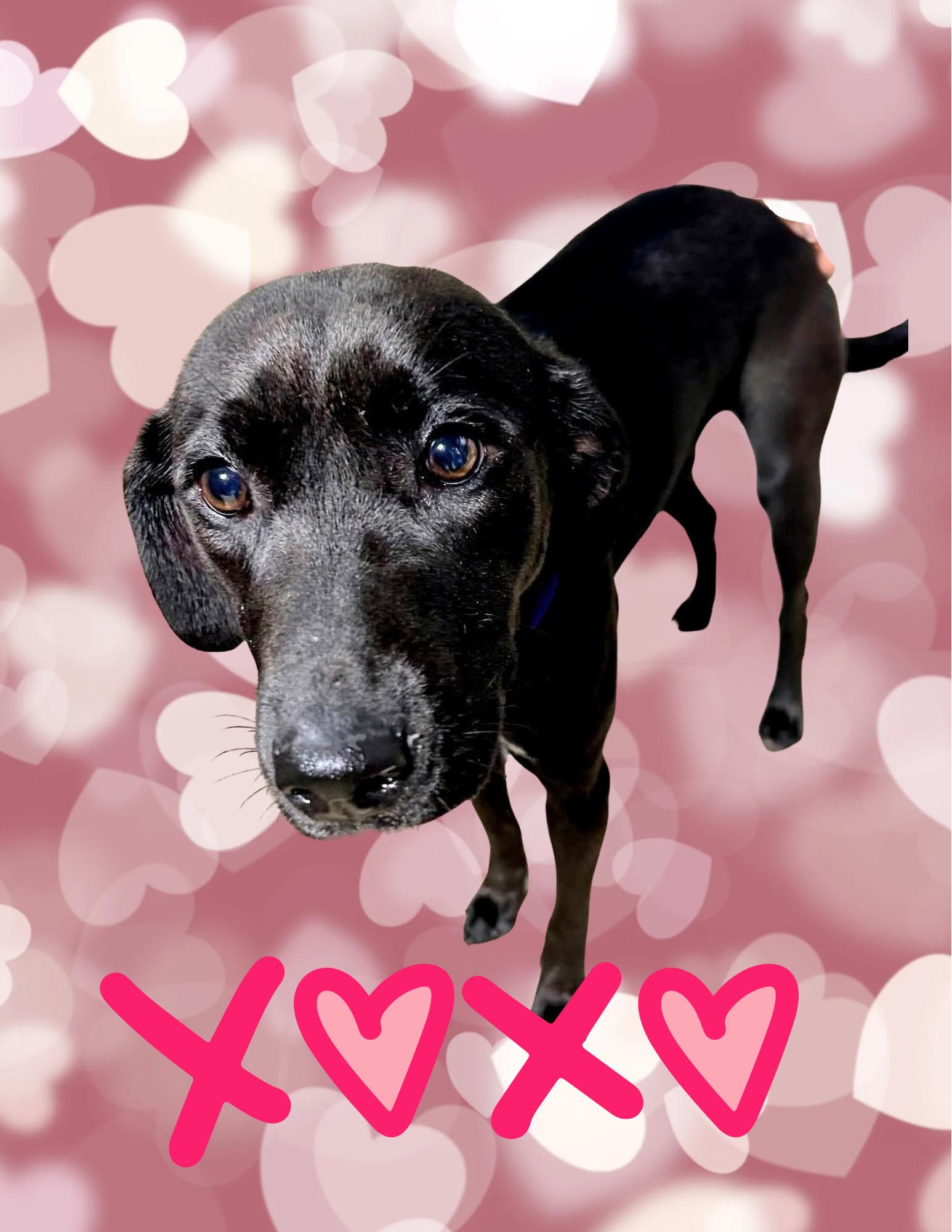 Carmela, ADOPTABLE, Puppy Female Black Labrador Retriever.