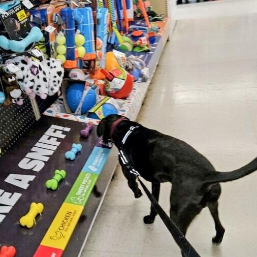 Enlarge Cami - In CT, a ADOPTABLE Black Labrador Retriever in Willington, CT image 5/6