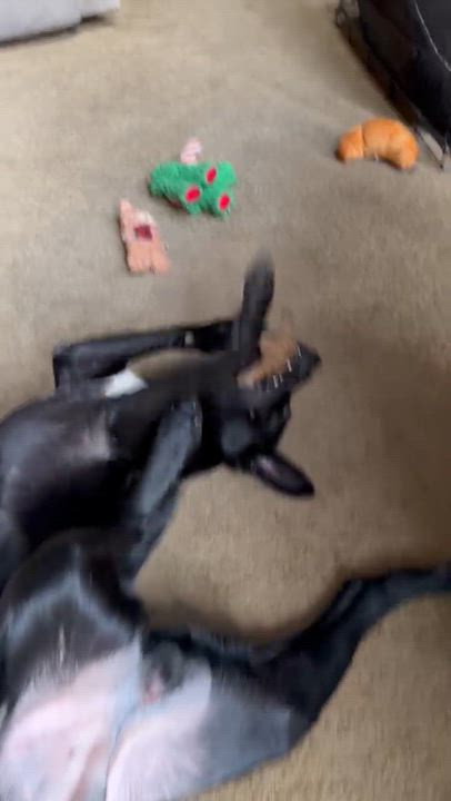 Enlarge Camilla, a ADOPTABLE Black Labrador Retriever in Willington, CT video 4/6